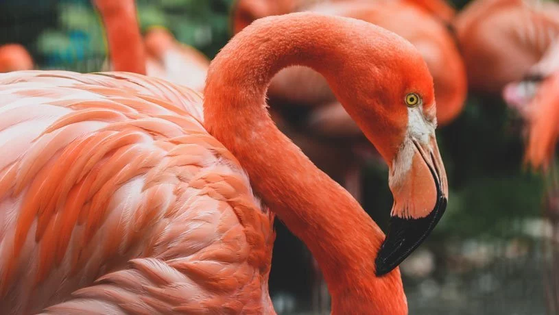 Contact Form 7: Nachrichten speichern mit Flamingo